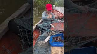 Amazing Crab Trap For Giant Crabs [upl. by Hcahsem]