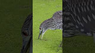 Watch This Bird Use a Genius Trick to Catch Fish shorts [upl. by Alekram]