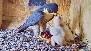 FalconCam 14102024 1602 X brings a Starling to kids for the main course then D brings dessert🍮 [upl. by Enelie433]