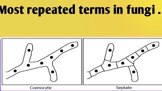 important mcqs fungiLesson no22 [upl. by Grimona398]