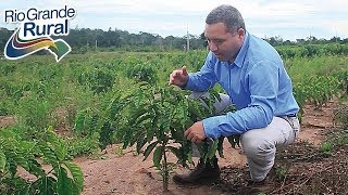 Técnica aumenta produtividade do café 2  Rio Grande Rural [upl. by Randene324]