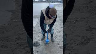 2023 NH Clam season has started… Dakota’s first time clamming in the 603… [upl. by Nitnerb]