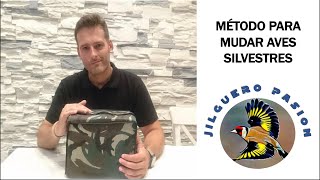 MÉTODOS PARA MUDAR AVES SILVESTRES 🐦 SÍGUEME EN MUNDO JILGUERO🚩 [upl. by Noirrad772]