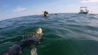 Aug Spearfishing in New Jersey HUGE BAITBALL [upl. by Emmanuel514]