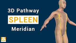 Spleen Meridian  3D pathway from point to point [upl. by Worrad664]