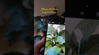 iPhone ProRes Log colour grade iphone iphone15 iphonetips [upl. by Campball]