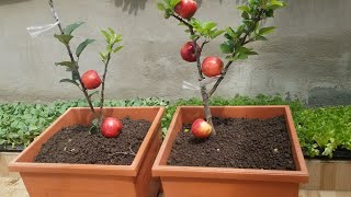 COMO TENER MANZANA EN MACETA Y ADELANTAR SU TIEMPO DE PRODUCION INJERTOS [upl. by Obau]