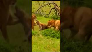 lions fighting with hyena animals wildlife shorts [upl. by Ellebanna]