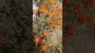 Bright marigold blooms adding vibrant hues to the outdoors Nature Marigold flowers hindisong [upl. by Woodhouse539]