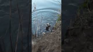 Bedlington whippet puppy first swim accidentally [upl. by Oetomit]