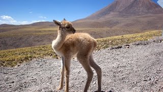 Vicuña South American camelids [upl. by Weinhardt496]