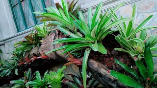 NEW CLASSIC DESIGN USING GIANT DRIFTWOODBROMELIADS2022 LAST UPLOADTHANK YOU 21283 SUBSCRIBER [upl. by Simmonds]