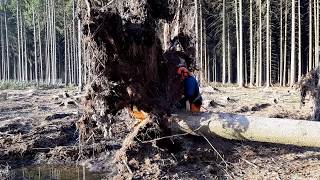 Hurricane SABINE  LARGE DANGEROUS TREE CUTTING  TOP VIDEO [upl. by Auhsohey]