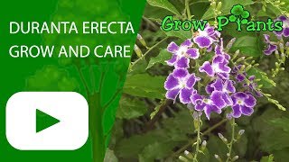 Duranta erecta  grow and care Sky flower [upl. by Babb]