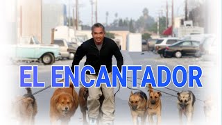 La Verdad sobre El Encantador de Perros Mi Experiencia como Entrenador [upl. by Lobiv]