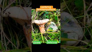 Lactarius semisanguifluusРыжик Полукрасный mushroom fungi 2024 foraging 2024 [upl. by Edrahc]