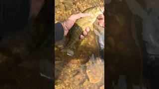 Another chunker 🐟🎣ozarks bassfishing naturelovers fishing fishingvideo [upl. by Stedmann]