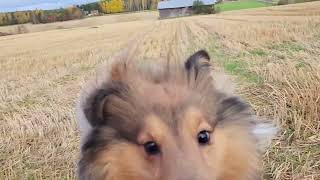 Shelties on the field [upl. by Keynes]