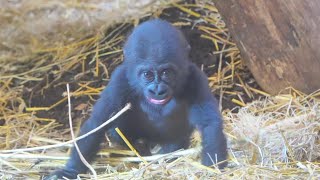 Baby Makongo Braving the World Under Moms Watchful Eyes [upl. by Caves]