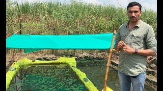 How to prepare Azolla अझोला उत्पादन  at OxyGoat [upl. by Aerol741]