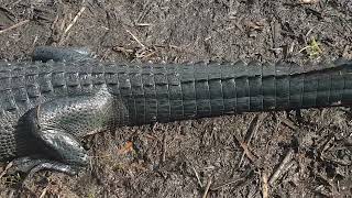 Alligator Floridafloridaanimal crocodile alligator evergladesnationalpark [upl. by Yelnek]