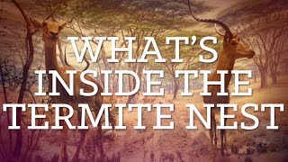 Whats Inside The Termite Nest  Diorama  PBS Digital Studios [upl. by Regan]