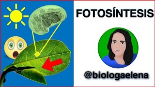 Fotosíntesis Conceptos previos  Metabolismo celular  Biología QuédateEnCasa [upl. by Lance]