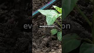 Top 5 Organic Farming Tips You Need to KnowGreenThumbingPermacultureOrganicGardening [upl. by Iral]