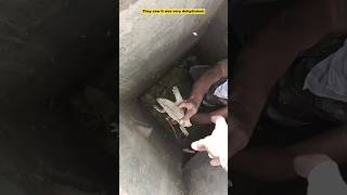 Monitor Lizard fell into the Undergrounds water tank [upl. by Ebonee62]