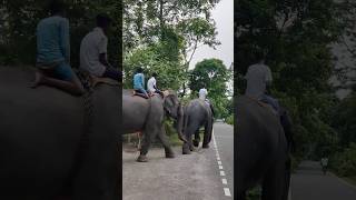 Elephant in kaziranga ❤️🐘🐘🐘 [upl. by Gnes]