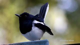 Oriental magpierobin Copsychus saularis male  Kowloon Tsai nature birds [upl. by Llenej]