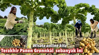 TERAKHIR PANEN SAYUR GRØNNKÅL RØDBETER DAN KENTANG DI TEMPAT WISATA SEBANYAK INI [upl. by Palma]