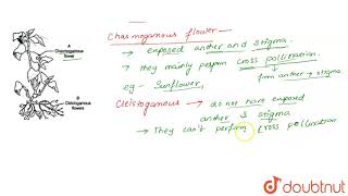 What are chasmogamous flowers Can crosspollination occur in cleistogamous [upl. by Hoenack]