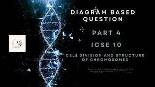 ICSE Class 10 Biology  Chromosome and Cell Division Explained  DiagramBased Question Part 4 [upl. by Ardine639]