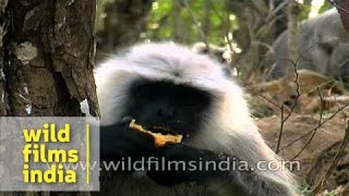 Grey langur feeds on fruit at Panna  Madhya Pradesh [upl. by Nwahsad212]