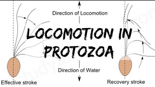 Biology  Phylum Protozoa  Locomotion in Protozoa [upl. by Ja]