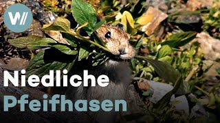 Pika sammelt Nahrung für den Winter und hat den niedlichsten Warnruf [upl. by Clancy]