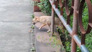 jaipur nahargadh zoological park m road par aaya bhediye wolf ka baccha [upl. by Eillim]