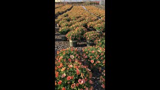 Monrovias Osticade™ Daybreak is a new day for Osteospermum [upl. by Trix]