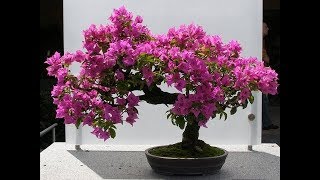 bougainvillea bonsai repotting amp GrowGREEN PLANTS [upl. by Aliam433]