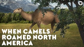 When Camels Roamed North America [upl. by Einnol]