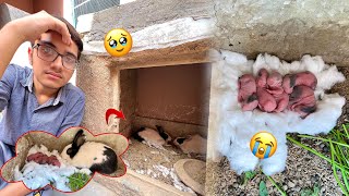 Hamara Buhat Bara Loss Hogya 😭 Ik Choti Si Ghalti Ki Waja Sa Rabbit🐰Babies 💔 [upl. by Roberts]