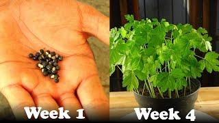 How To Grow Balloon Vine Plant From Seeds  Episode24 [upl. by Aikcir]