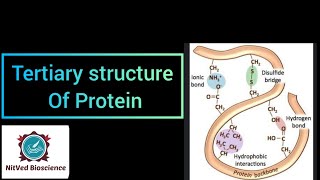 Tertiary Structure of Proteins [upl. by Acissaj]