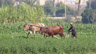 Egyptian Rural life [upl. by Adnauqaj661]