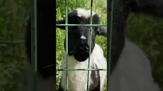 Loud Baby Goat Bleating FunnyAnimals Goat Shorts [upl. by Devland]