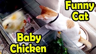 বিড়াল মুরগির বাচ্চাকে ভয় দেখায়  Cat attack on chicks in aquarium [upl. by Nomed834]