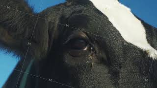 Eye of animal mammal cow Close up penetrating look of curious beautiful cow Cow looking into caer [upl. by Frodi]