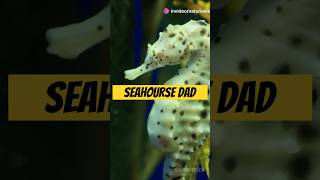 Seahorse Dads Natures Pregnant Males  naturecuriosities animals seahorse wildlife nature [upl. by Kohsa]