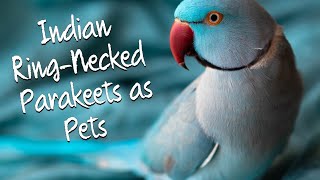 Is an Indian Ringnecked Parakeet the Right Pet Bird for You [upl. by Anniala381]